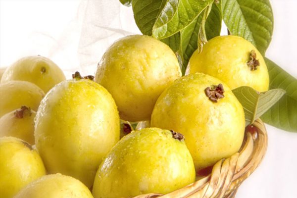 PROPIEDADES DE LA GUAYABA