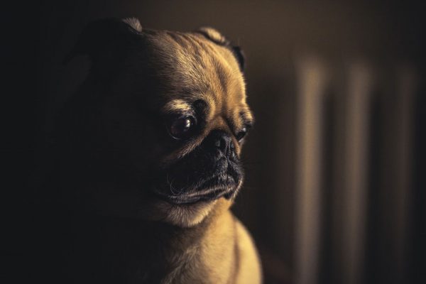 CUIDA DE TU PERRO EN EL INVIERNO