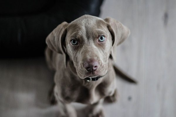 "GETPET", LA APP PARA ADOPTAR A TU PERRO IDEAL