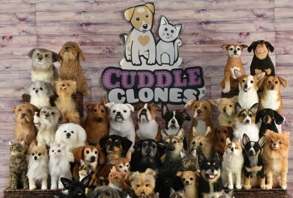 mascotas