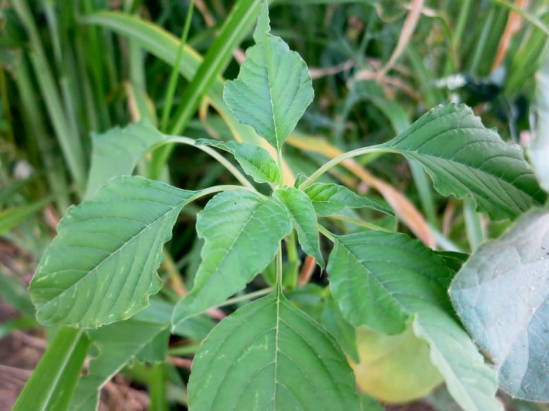 Esta planta podría ser una alternativa natural para la prevención de esta enfermedad