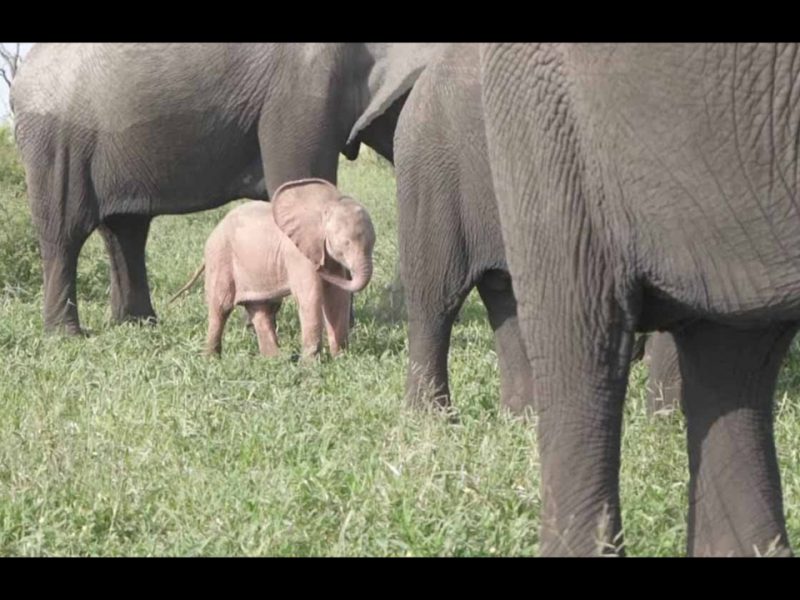 La cría de elefante podría padecer una rara condición genética llamada leucismo