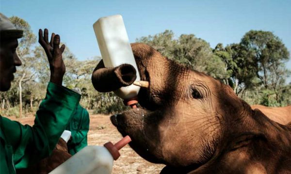 elefante-2