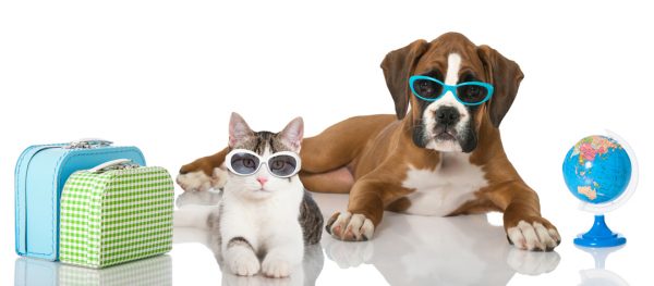 vacaciones mascotas