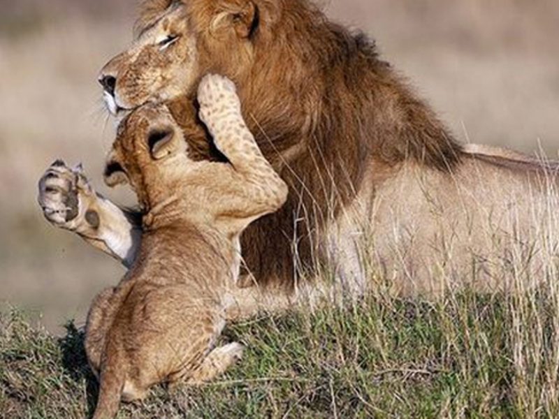 padre-leon-cria-reserva-nacional_thumb_593_348