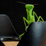 Fotografiar insectos
