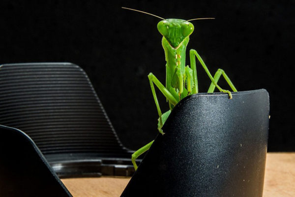 Fotografiar insectos