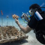 corales-cozumel