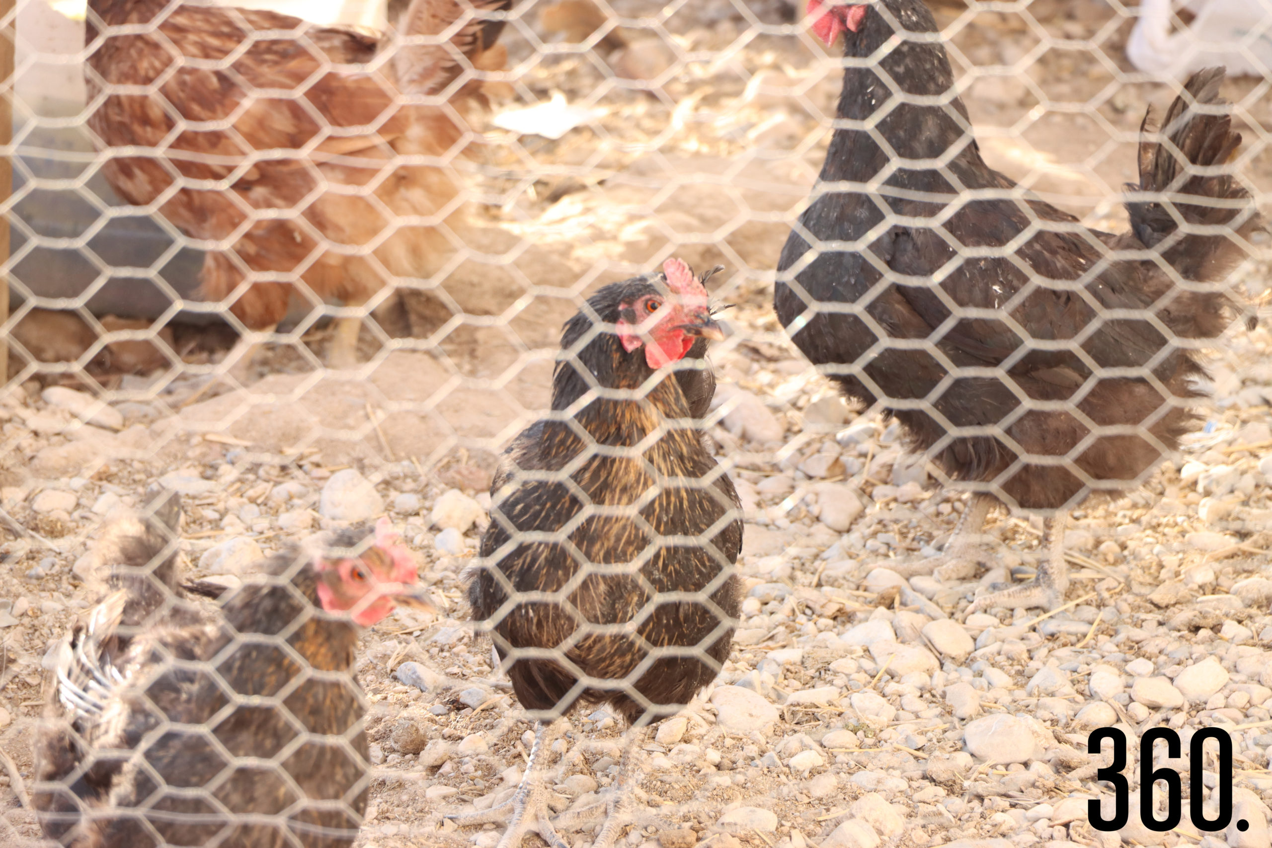 Una docena o más de gallinas son el complemento idóneo del restaurante.